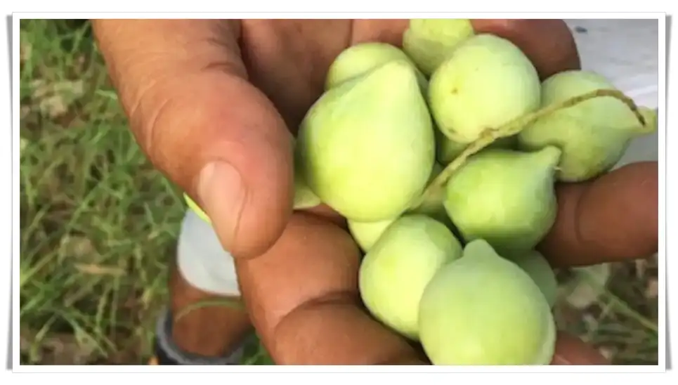 Kakadu plums