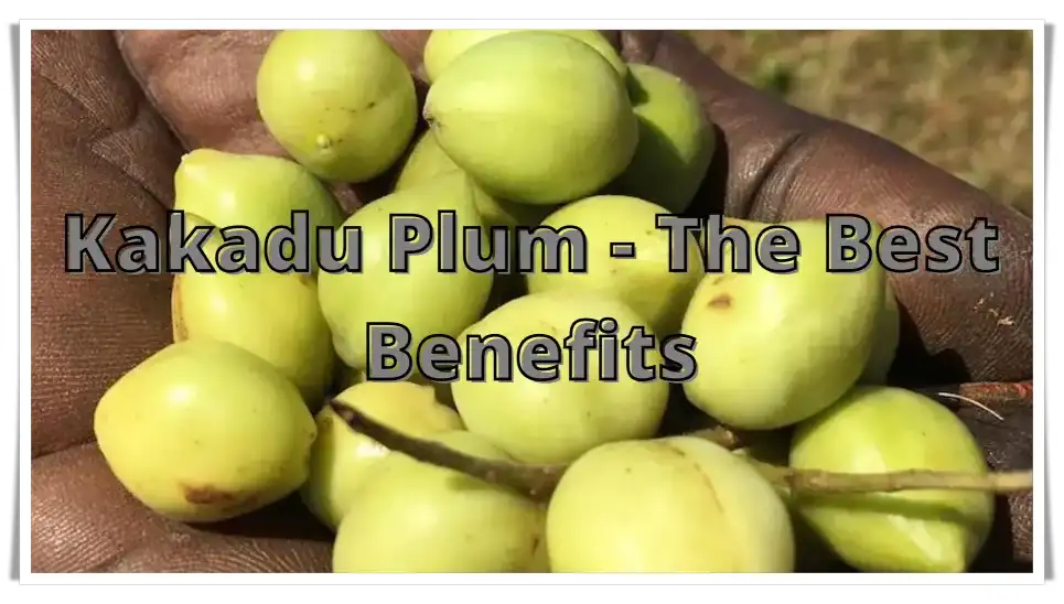 Kakadu Plums. The Best Benefits