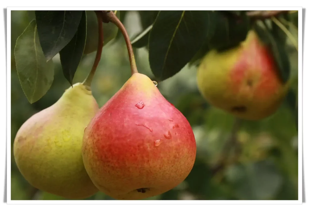 10 Foods for Better Digestion pears