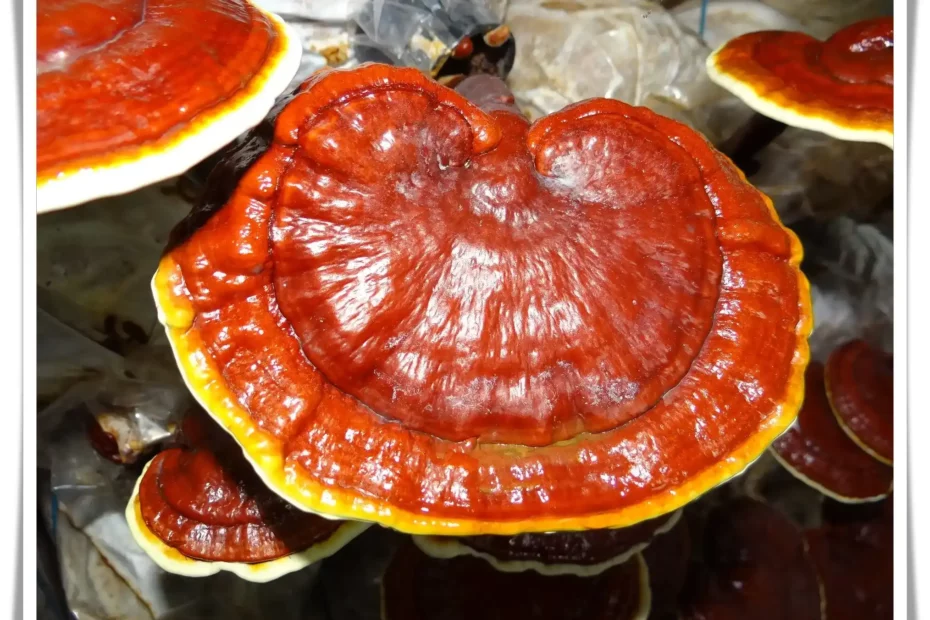 What are The Best Benefits of Ganoderma Lucidum?