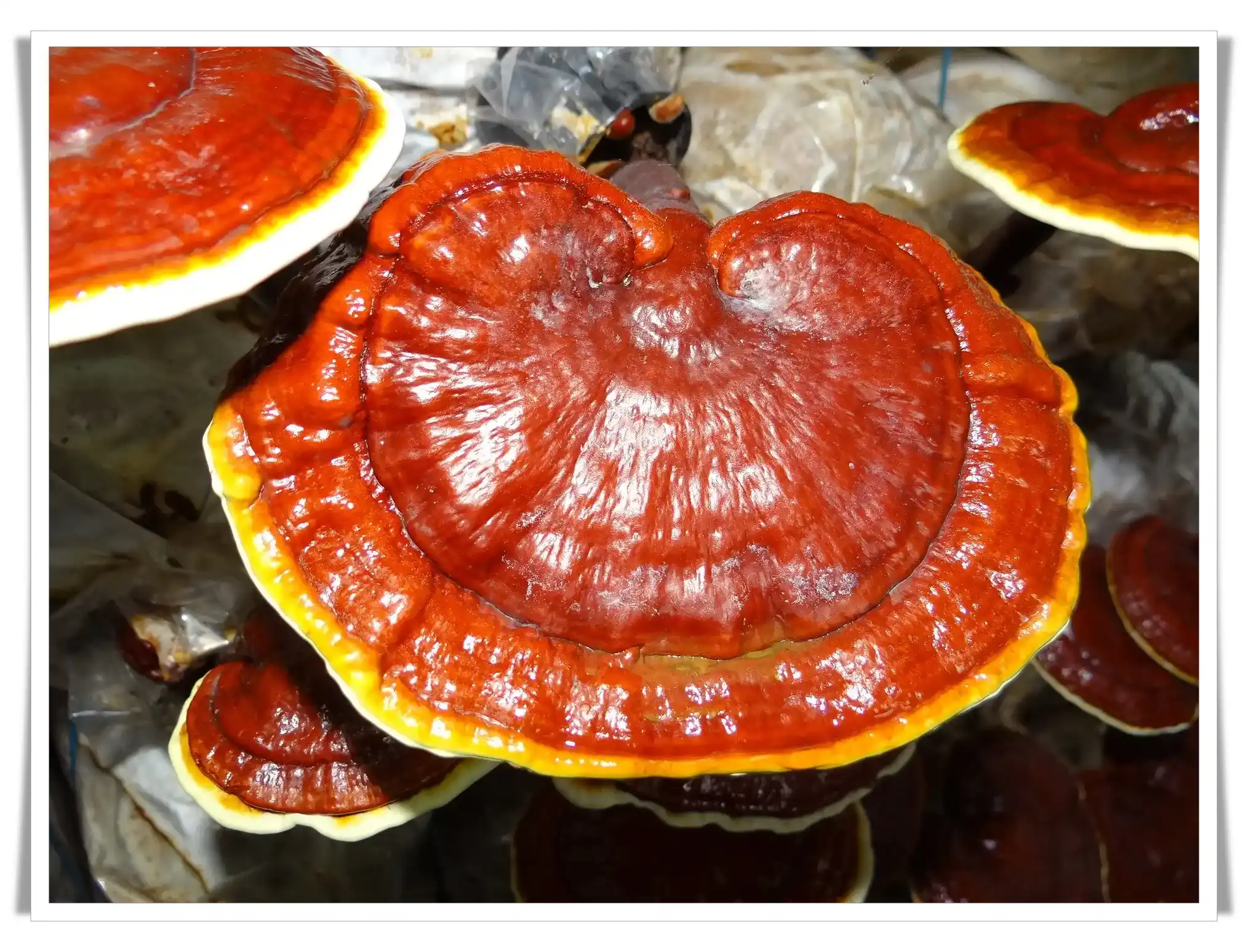The Best Benefits of Ganoderma Lucidum bceducate