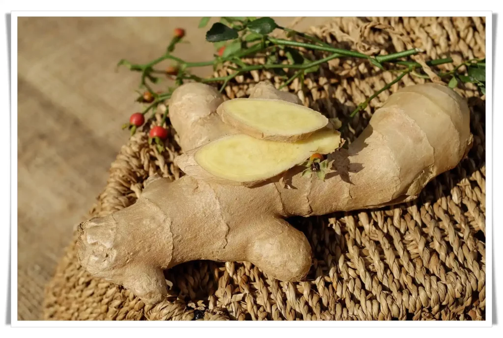 ginger plant