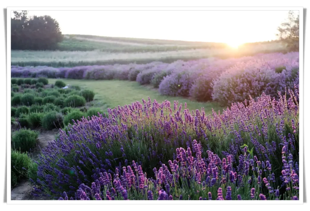 Lavender field plants