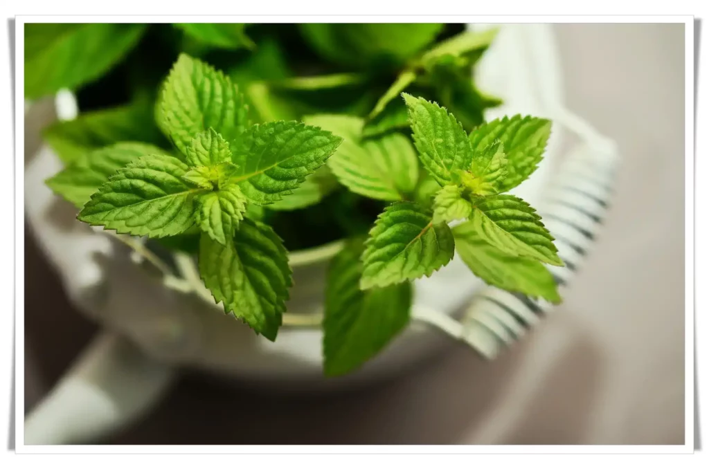 Peppermint leaves