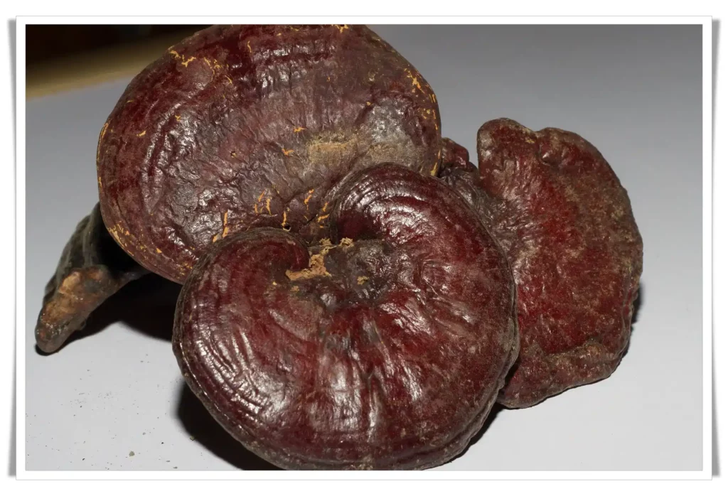 The Best Benefits of Ganoderma Lucidum