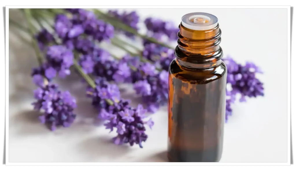 Lavender Essential Oil