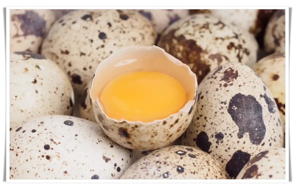 1 Quail Egg Equivalent to a Chicken Egg