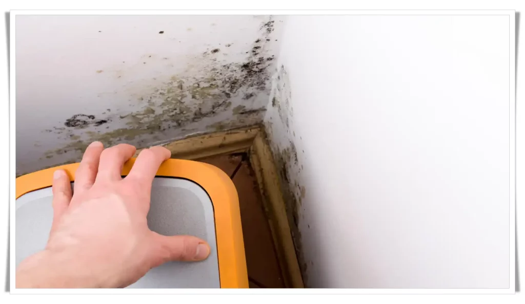 The Silent Menace in Your Home: The Harmful Effects of Mold