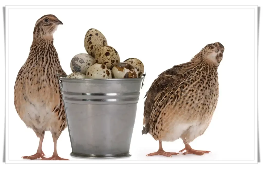 Quail Eggs: A Nutritious Superfood for Optimal human Health 