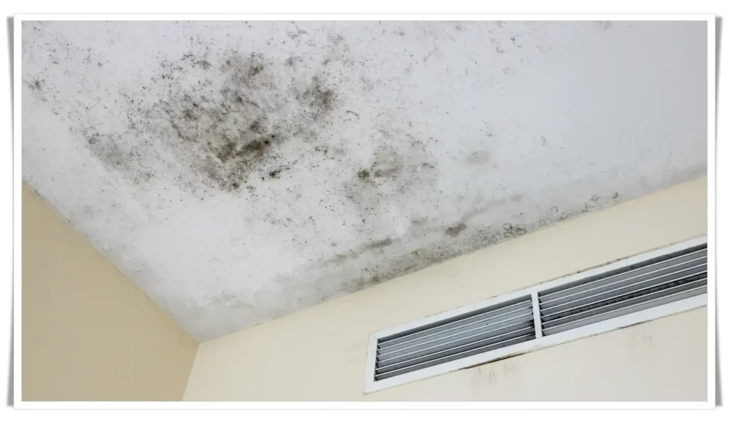 How Long Can You Live in a House with Mold?