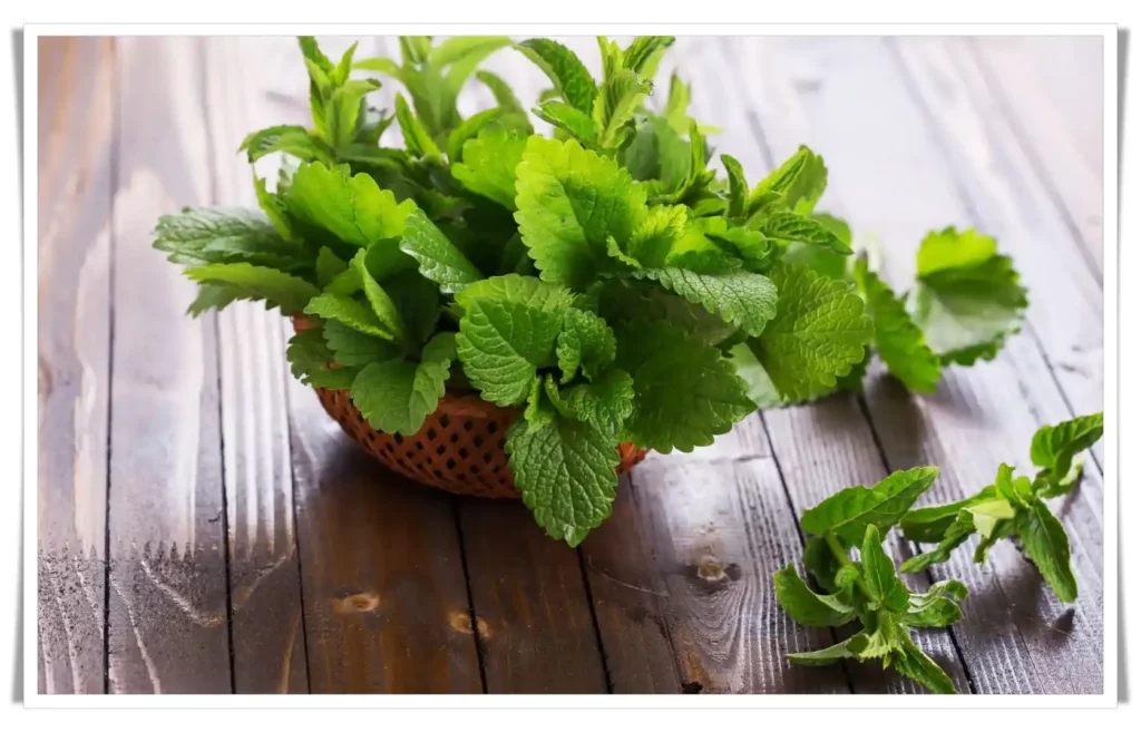 Peppermint tea properties