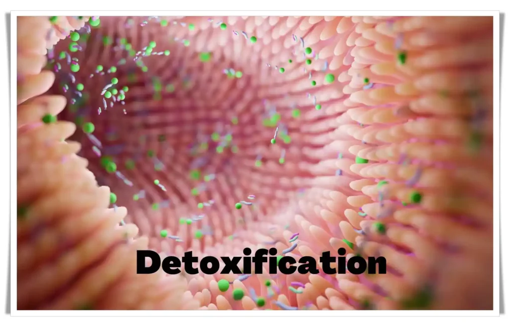 Microbiome and Detoxification