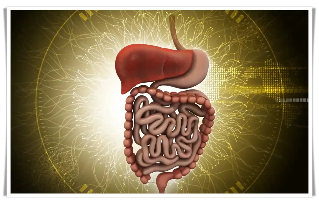 Debunking the Digestion Dilution Myth