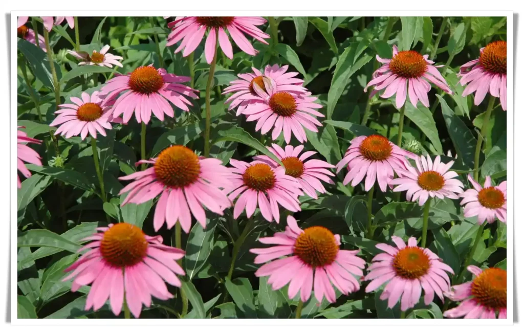 Echinacea: Nature's Shield