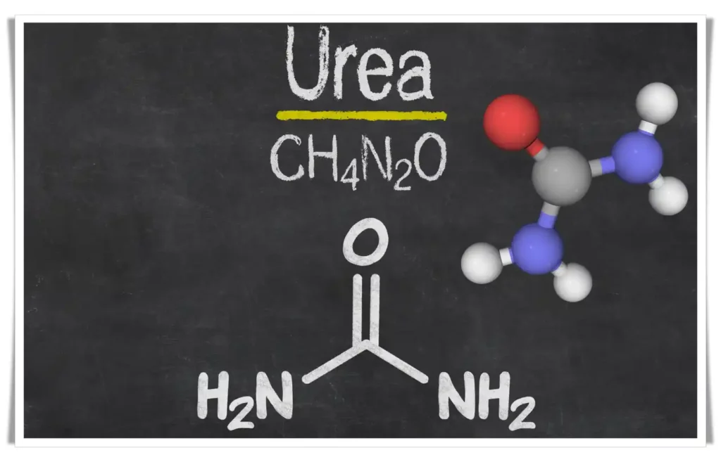 Urea. Kidney Detoxification