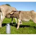 Donkey Milk - 6 Proven Benefits and How to Use It! Donkey Milk - 6 Proven Benefits and How to Use It!