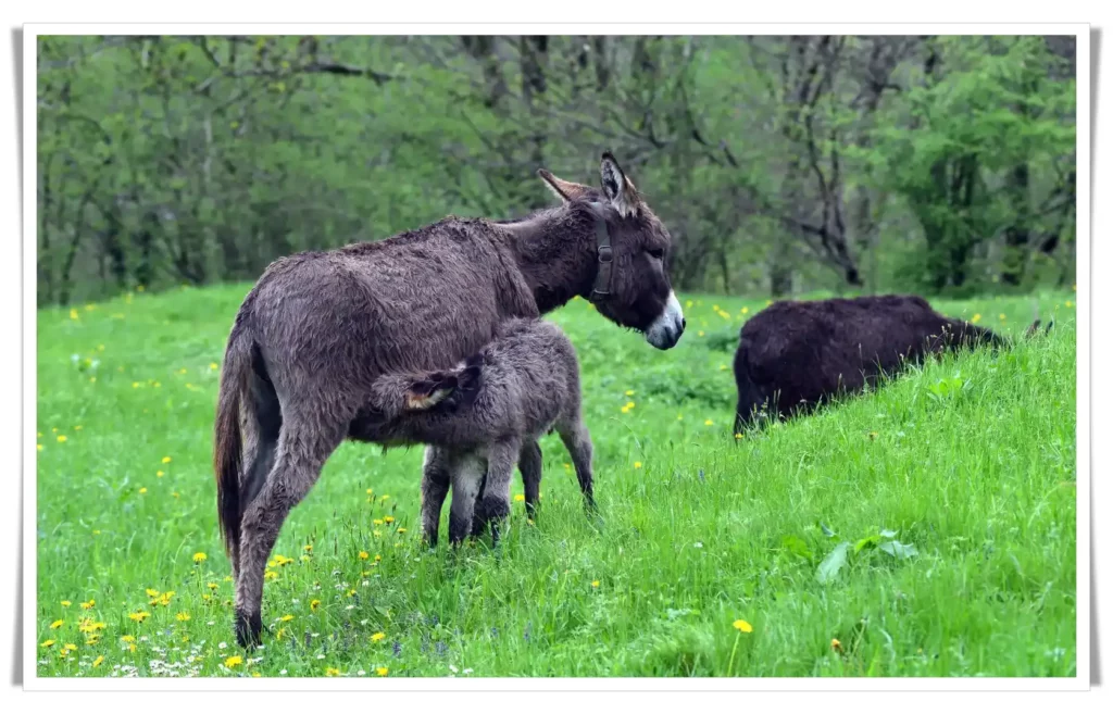 Nutritional Profile of Donkey Milk