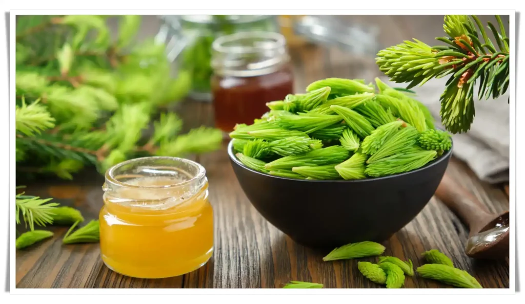 The Benefits of Honey with Fir Buds