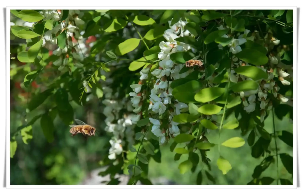 Tree & Acacia Honey