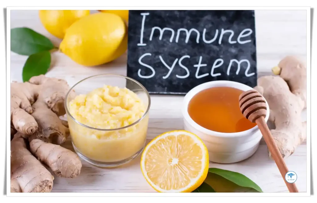 What is the Immune System?